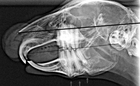 1_kaninchen_zahnfehlstellung_1 Tierklinik Trillig